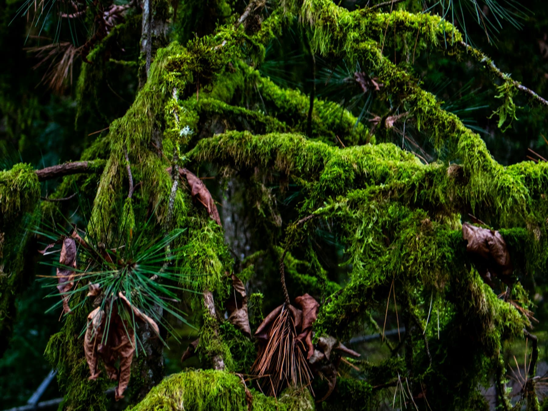 Moody moss placeholder photo 1