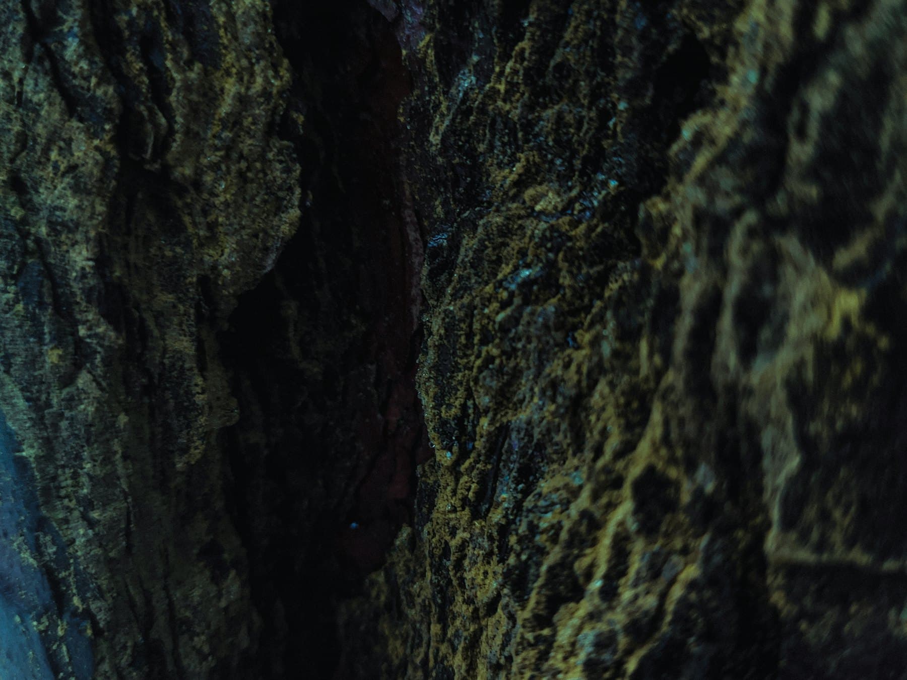 Moody moss placeholder photo 2