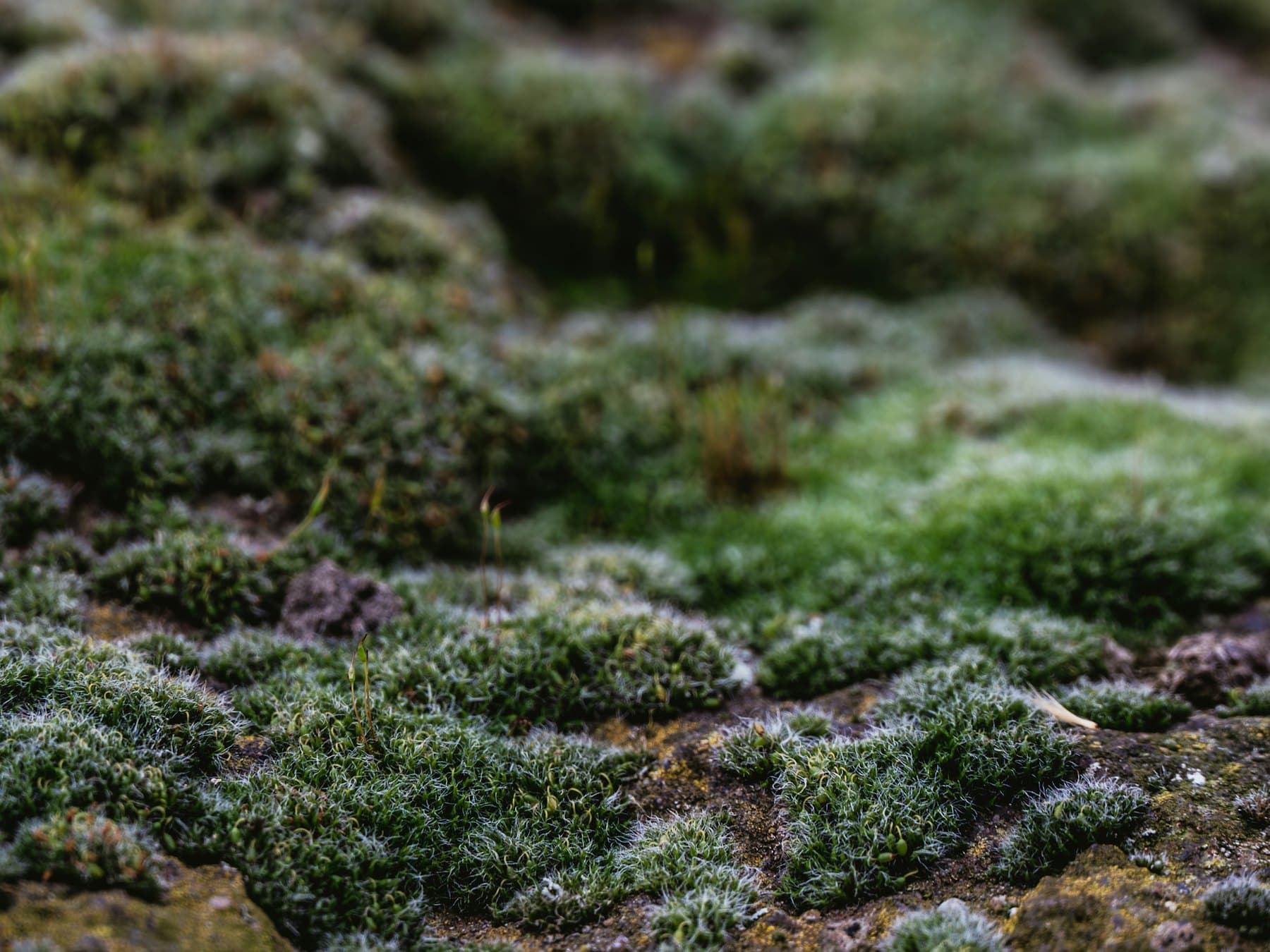 Moody moss placeholder photo 3