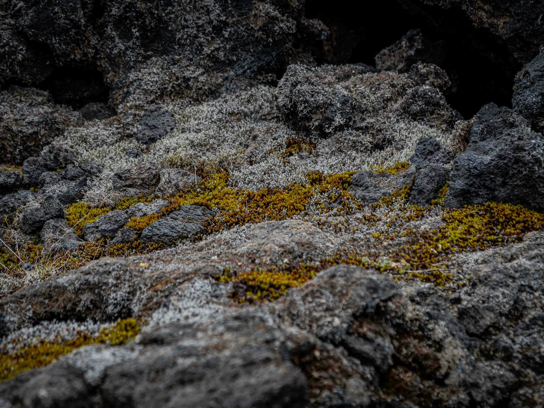 Moody moss placeholder photo 4